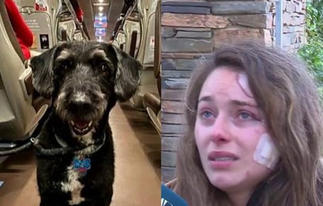 accident-train-cordoue-chien-disparu