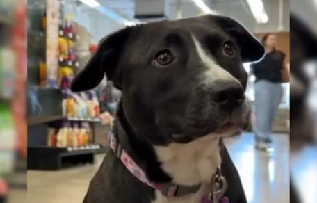 Adopted shelter dog