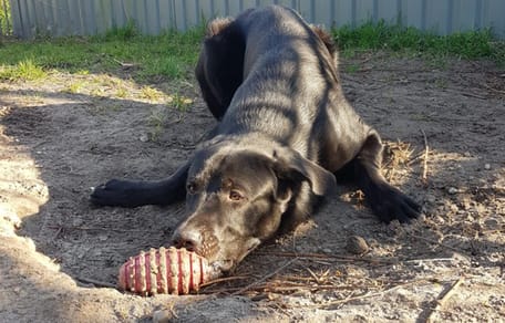 Adoptiehond Nike is op zoek naar een nieuw thuis