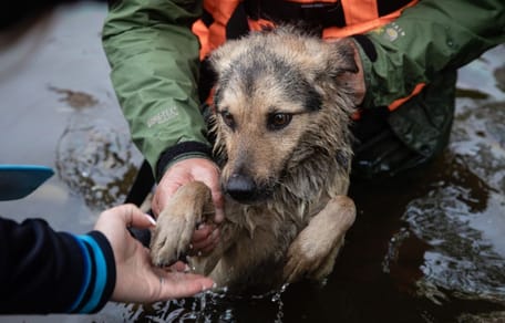 aemet-dana-alice-como-proteger-perro-inundaciones