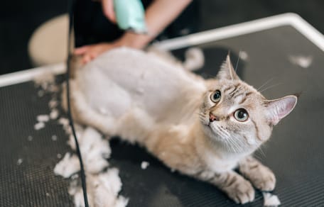 Ängstliche Katze wird rasiert