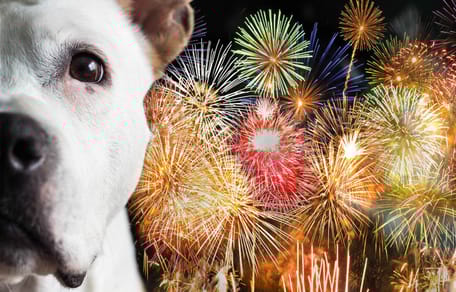 Ängstlicher Hund vor Silvesterfeuerwerk