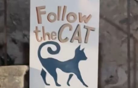 Poster met een kat