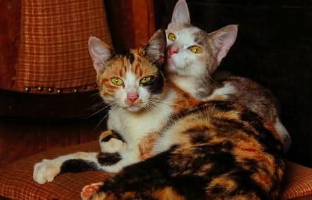 Afrikaanse kattennamen