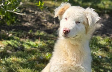 Agathe - Pastor australiano