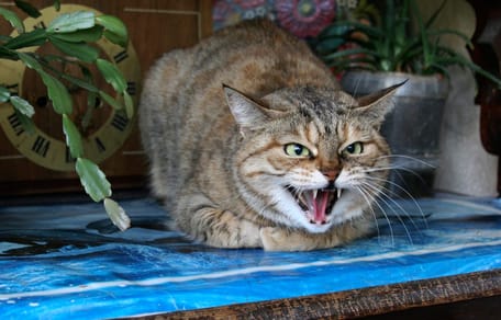 Agresywny kot staje się pieszczochem