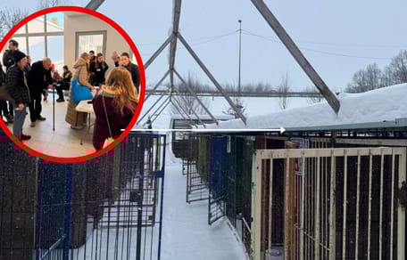 akcja adopcji zwierząt