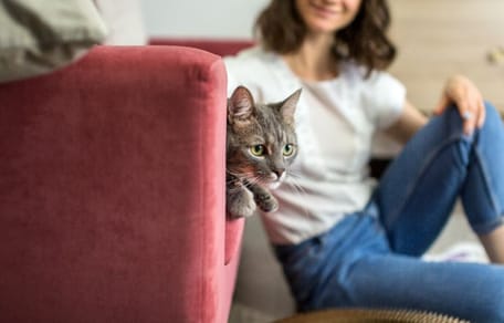 alergico-gatos