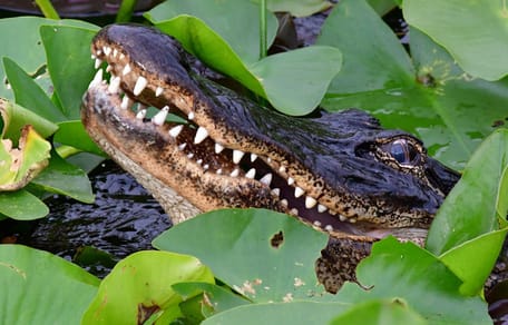 Alligator lauert im Wasser