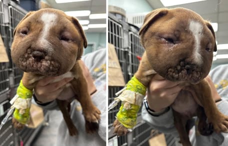 Encuentran una caja abandonada en la calle helada y descubren un cachorro con una terrible enfermedad