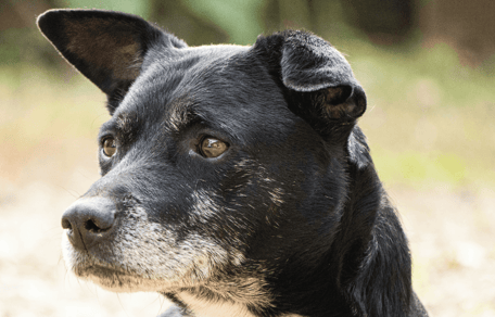Alzheimer's in dogs: Black and white dog staring into distance