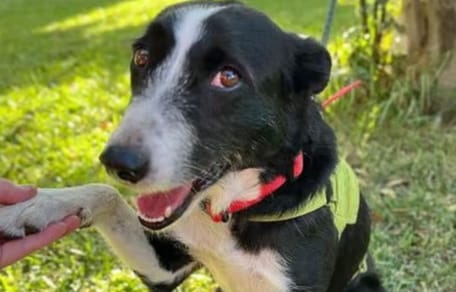 alzira-perra-adopcion