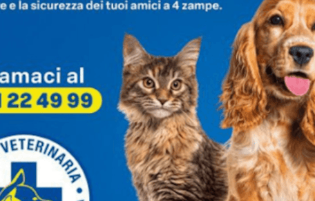 ambulanza per cane e gatto