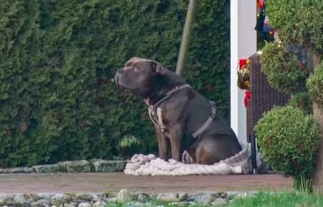 American Bulldog bewacht sein totes Herrchen