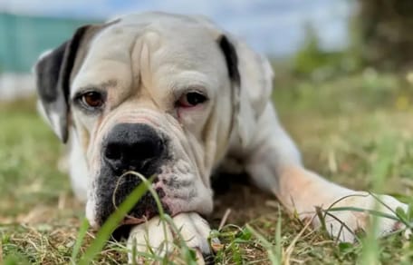 American Bulldog Shamo