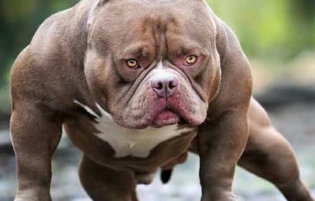 american-bully-XL