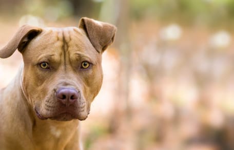 American Staffordshire