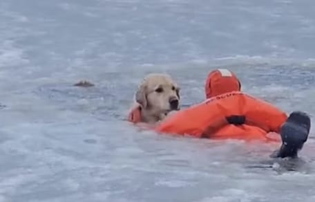 Amerikaanse brandweerman red hond Phoenix