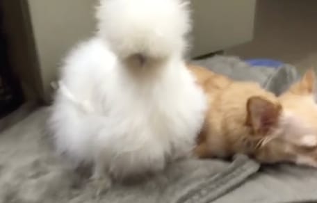 amitié chihuahua poulet