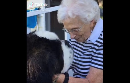 anciana perro san bernardo