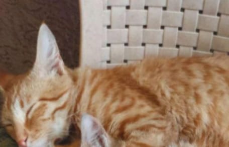 Andrei le chat roux