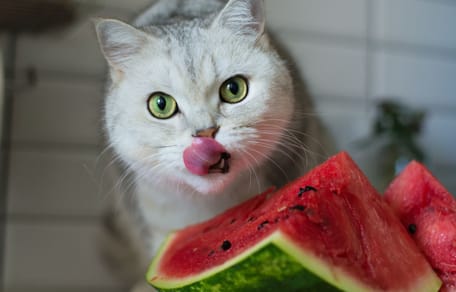 I gatti possono mangiare l'anguria