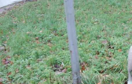 Un chien abandonné dans l'herbe