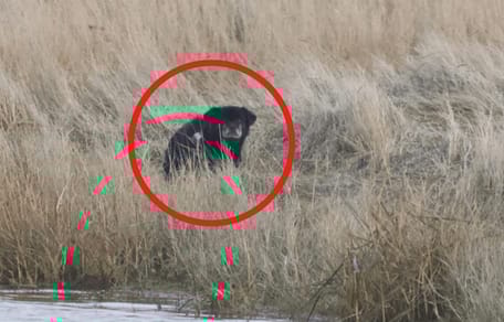 animale nero tra l'erba vicino alla riva