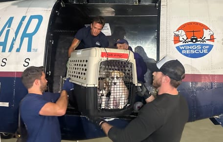 Animaux dans l'avion