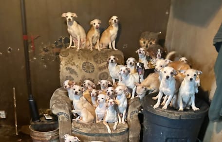 Une association est appelée dans une maison délabrée : sur place, elle y découvre l'enfer