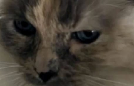 Katze Annie