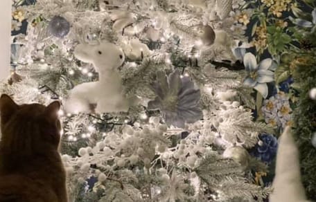 Dónde está el gato