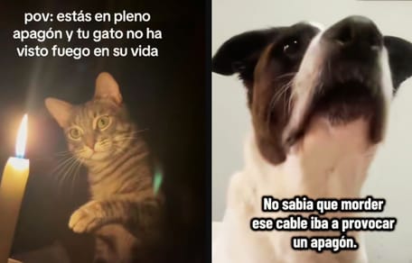 apagon-españa-gato-perro-humor