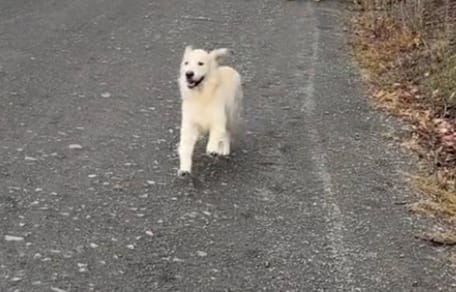 Apollo le chien