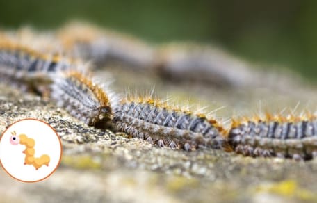 app-perros-alerta-donde-hay-procesionaria-del-pino