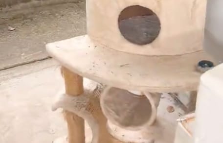 Albero per gatti