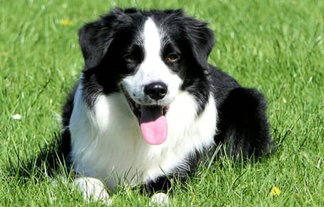Are Border Collies good with kids?