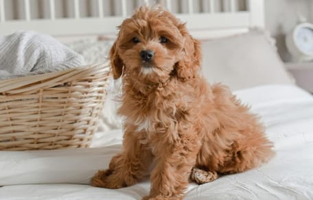 Are Cockapoos easy to train: Cockapoo on bed