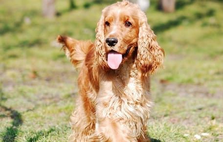 Are Cocker Spaniels easy to train?: Cocker Spaniel
