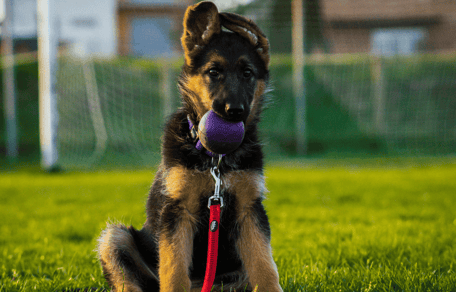 Are german shepherds easy to train?: German Shepherd puppy with ball in its mouth