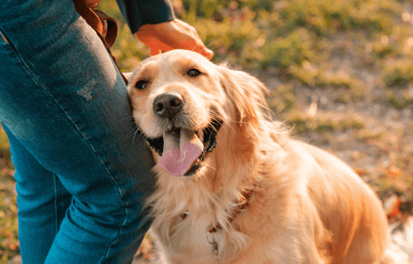 Are Golden Retrievers easy to train: Golden Retriever with owner