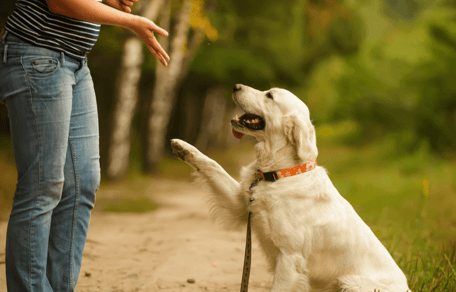 Are Golden Retrievers smart?
