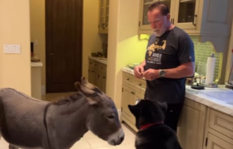 Arnold i jego stadko