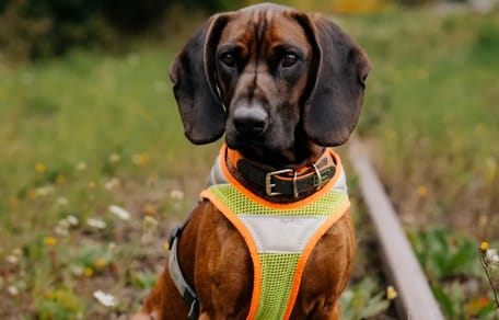 Artenschutzspürhund Clyde