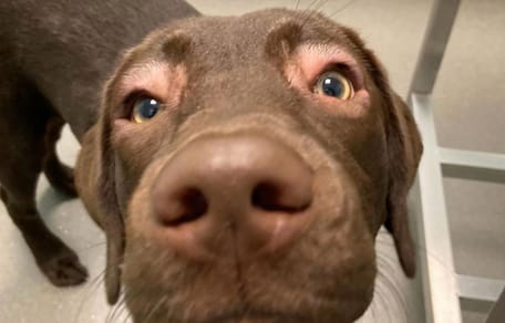 Asia la chienne