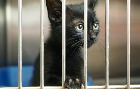 Asielen luiden noodklok: opvang voor duizenden kittens dreigt vol te raken
