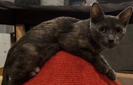 Athena la chatte