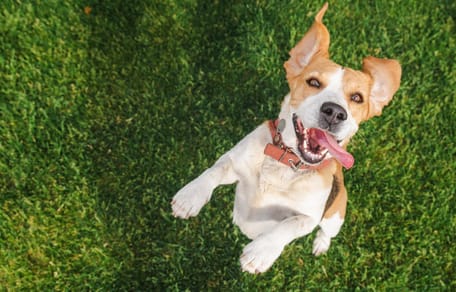 Auch Hunde können ADHS haben