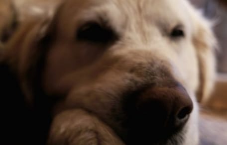 Les 6 positions du chien endormi et leurs significations
