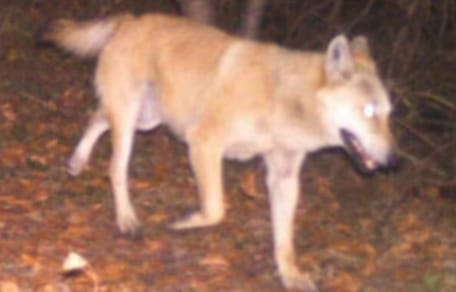 Auffällig gefärbter Wolfshybrid
